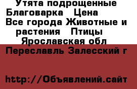 Утята подрощенные Благоварка › Цена ­ 100 - Все города Животные и растения » Птицы   . Ярославская обл.,Переславль-Залесский г.